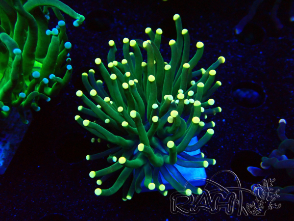 WYSIWYG Euphyllia glabrescens (Maricoltura acclimatata sotto LED) 8B6