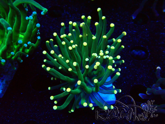 WYSIWYG Euphyllia glabrescens (Mariculture acclimaté sous LED) 8B6