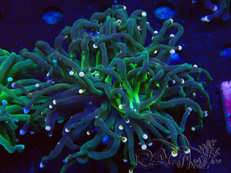WYSIWYG Euphyllia glabrescens (Mariculture acclimaté sous LED) 8B7