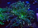 WYSIWYG Euphyllia glabrescens (Maricultura aclimatada bajo LED) 8M3