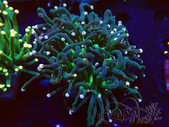 WYSIWYG Euphyllia glabrescens (Marikultur unter LED akklimatisiert) 8M4