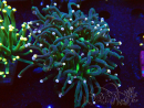 WYSIWYG Euphyllia glabrescens (Mariculture acclimaté sous LED) 8M4