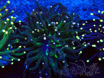 WYSIWYG Euphyllia glabrescens (Maricoltura acclimatata sotto LED) 8C1
