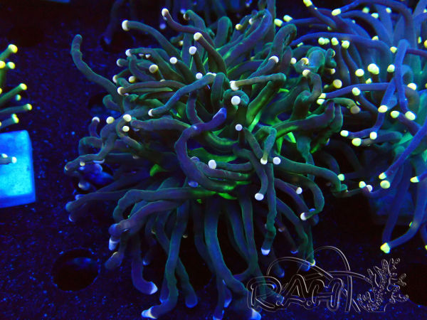 WYSIWYG Euphyllia glabrescens Nuclear Fusion (Mariculture acclimaté sous LED) 8C2
