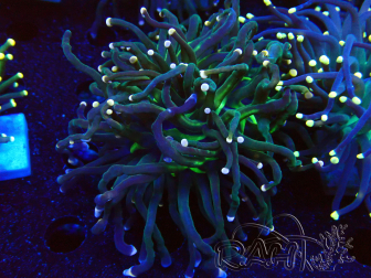 WYSIWYG Euphyllia glabrescens Nuclear Fusion (Mariculture acclimaté sous LED) 8C2