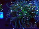 WYSIWYG Euphyllia glabrescens Nuclear Fusion (Mariculture acclimaté sous LED) 8C2
