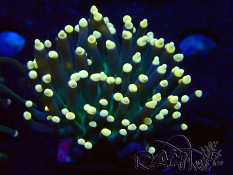 WYSIWYG Euphyllia glabrescens (Maricoltura acclimatata sotto LED) 8C3