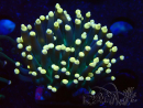WYSIWYG Euphyllia glabrescens (Maricoltura acclimatata sotto LED) 8C3