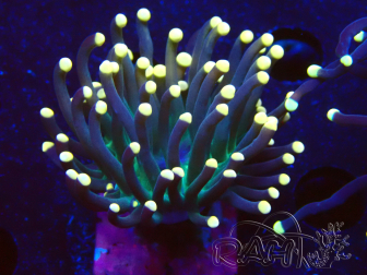 WYSIWYG Euphyllia glabrescens (Mariculture acclimated under LED) 8C4