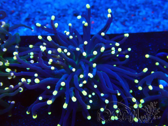 WYSIWYG Euphyllia glabrescens (Maricultura aclimatada bajo LED) 8C5