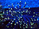 WYSIWYG Euphyllia glabrescens (Mariculture acclimaté sous LED) 8C5
