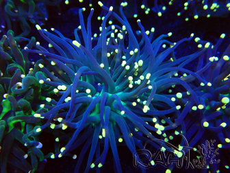 WYSIWYG Euphyllia glabrescens (Mariculture acclimaté sous LED) 8C6