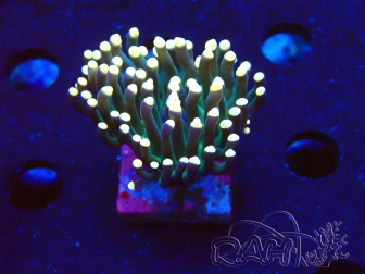 WYSIWYG Euphyllia glabrescens (Mariculture acclimaté sous LED) 8C7