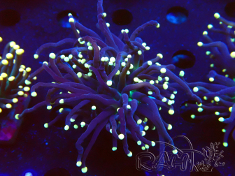 WYSIWYG Euphyllia glabrescens (Mariculture acclimated under LED) 8M6
