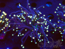 WYSIWYG Euphyllia glabrescens (Acuicultura aclimatada bajo LED) 8M6