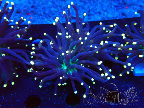 WYSIWYG Euphyllia glabrescens (Mariculture acclimated under LED) 8D1