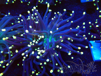 WYSIWYG Euphyllia glabrescens (Mariculture acclimaté sous LED) 8D2