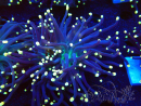 WYSIWYG Euphyllia glabrescens (Mariculture acclimaté sous LED) 8D2