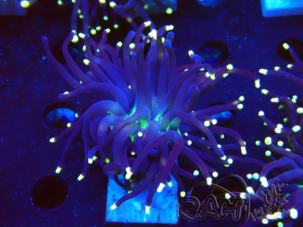 WYSIWYG Euphyllia glabrescens (Marikultur unter LED akklimatisiert) 8D3