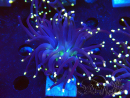 WYSIWYG Euphyllia glabrescens (Mariculture acclimaté sous LED) 8D3