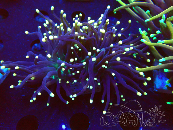 WYSIWYG Euphyllia glabrescens (Mariculture acclimaté sous LED) 8D4