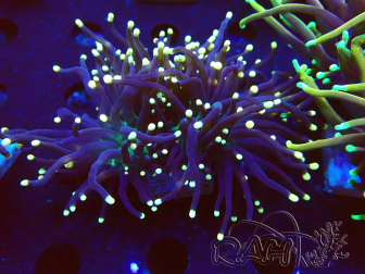 WYSIWYG Euphyllia glabrescens (Marikultur, an LED angepasst) 8D4