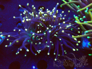 WYSIWYG Euphyllia glabrescens (Maricoltura acclimatata sotto LED) 8D4