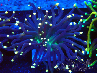 WYSIWYG Euphyllia glabrescens (Mariculture acclimaté sous LED) 8D5