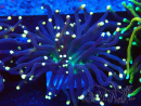 WYSIWYG Euphyllia glabrescens (Mariculture acclimaté sous LED) 8D5