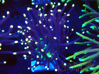 WYSIWYG Euphyllia glabrescens (Mariculture acclimaté sous LED) 8D6