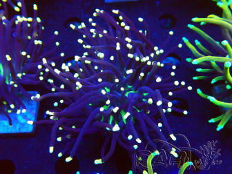 WYSIWYG Euphyllia glabrescens (Maricultura acclimatata sotto LED) 8N1