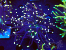 WYSIWYG Euphyllia glabrescens (Mariculture acclimated under LED) 8N1
