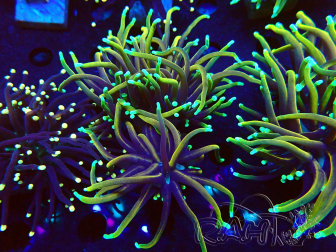 WYSIWYG Euphyllia glabrescens (Mariculture acclimated under LED) 8N2