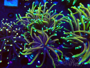 WYSIWYG Euphyllia glabrescens (Mariculture acclimaté sous LED) 8N2