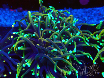 WYSIWYG Euphyllia glabrescens(Mariculture acclimaté sous LED) 8E1