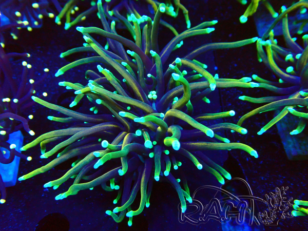 WYSIWYG Euphyllia glabrescens (Maricoltura acclimatata sotto LED) 8E2