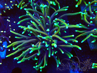 WYSIWYG Euphyllia glabrescens (Maricoltura acclimatata sotto LED) 8E2