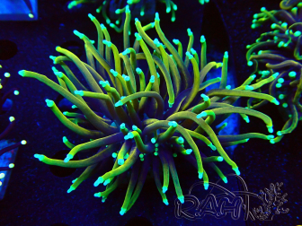 WYSIWYG Euphyllia glabrescens (Maricultured acclimated under LED) 8E3
