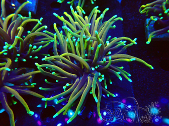WYSIWYG Euphyllia glabrescens (Mariculture acclimaté sous LED) 8E4