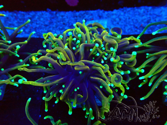 WYSIWYG Euphyllia glabrescens (Mariculture acclimaté sous LED) 8E5