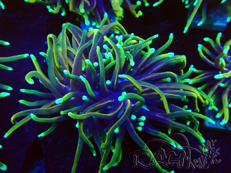 WYSIWYG Euphyllia glabrescens (Mariculture acclimaté sous LED) 8E6