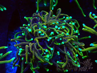 WYSIWYG Euphyllia glabrescens (Mariculture acclimaté sous LED) 8N3