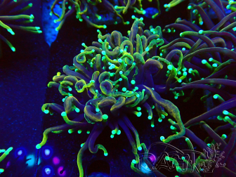 WYSIWYG Euphyllia glabrescens Super Bright (Mariculture acclimated under LED) 8N4