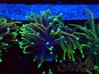 WYSIWYG Euphyllia glabrescens (Mariculture acclimaté sous LED) 8F1