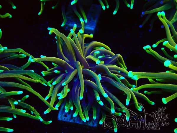WYSIWYG Euphyllia glabrescens (Mariculture acclimated under LED) 8F2