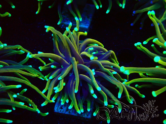 WYSIWYG Euphyllia glabrescens (Mariculture acclimaté sous LED) 8F2