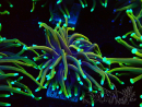 WYSIWYG Euphyllia glabrescens (Maricoltura acclimatata sotto LED) 8F2