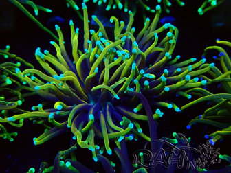 WYSIWYG Euphyllia glabrescens (Mariculture acclimaté sous LED) 8F3