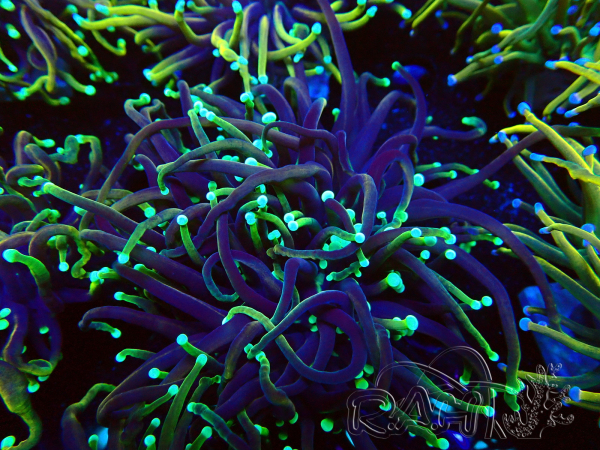 WYSIWYG Euphyllia glabrescens (Mariculture acclimated under LED) 8F4