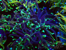 WYSIWYG Euphyllia glabrescens (Mariculture acclimated under LED) 8F4